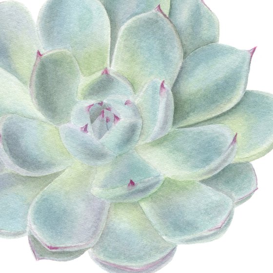 Echeveria, Succulent plant