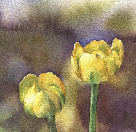 Ukrainian watercolour. Nuphar lutea, yellow jugs