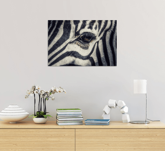 Sad zebra