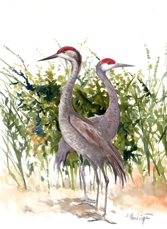 Sandhill Cranes