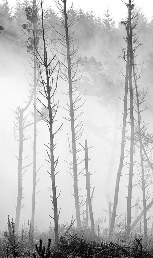 TreeScape in Morning Mist by Stephen Hodgetts Photography