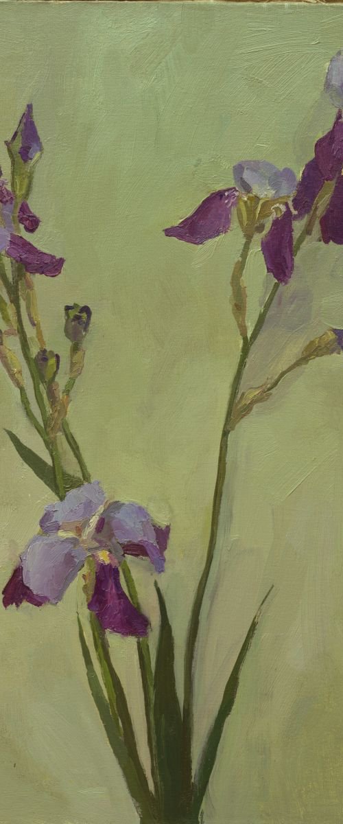 Irises by Sergey Kostov