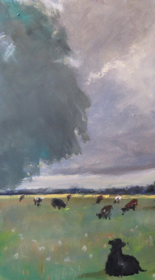 Cow Meadow by Malcolm Ludvigsen