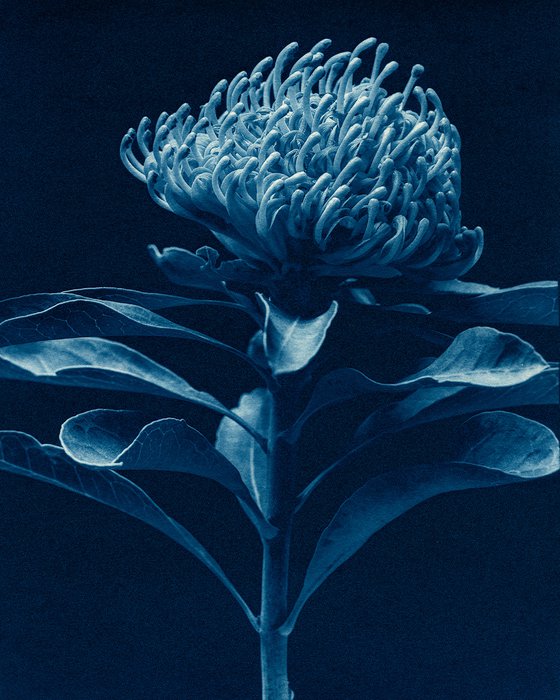 Red Waratah