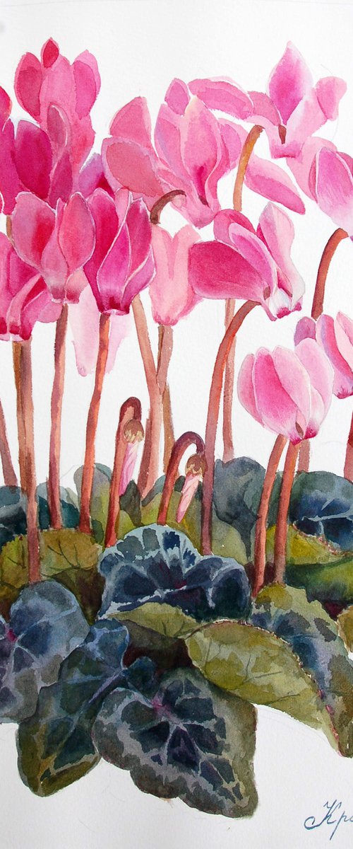 Cyclamen by Yulia Krasnov