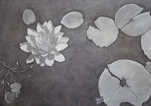 When the Water lilies bloom... - Plant Illustration by Laura Stötefeld