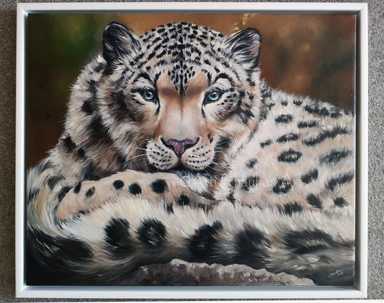 Kingley the Snow Leopard