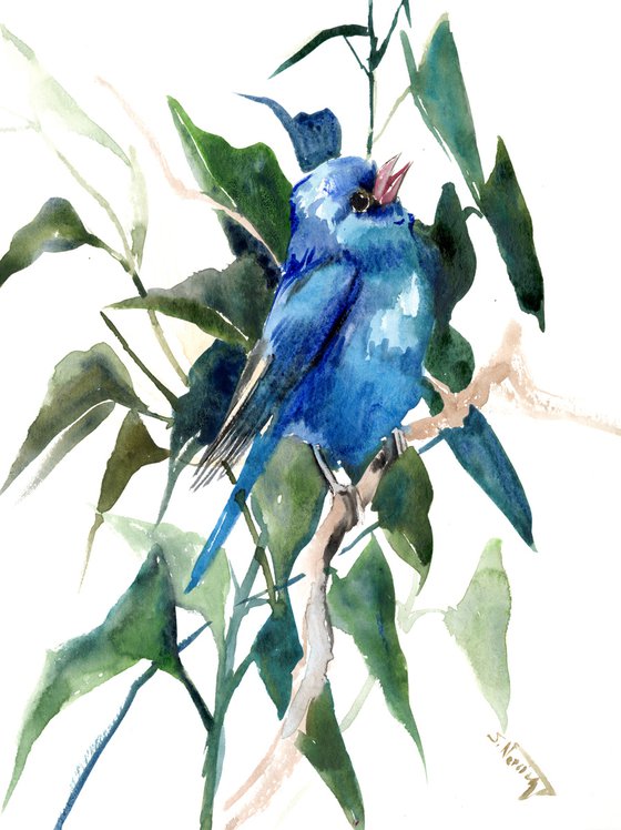 Indigo Bunting