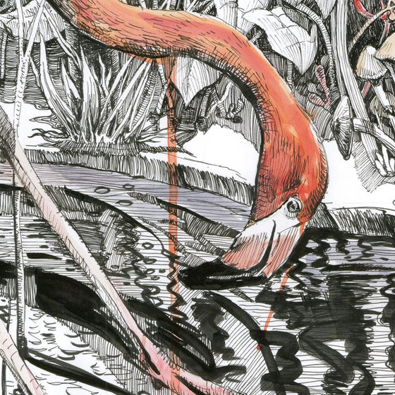 Flamingos
