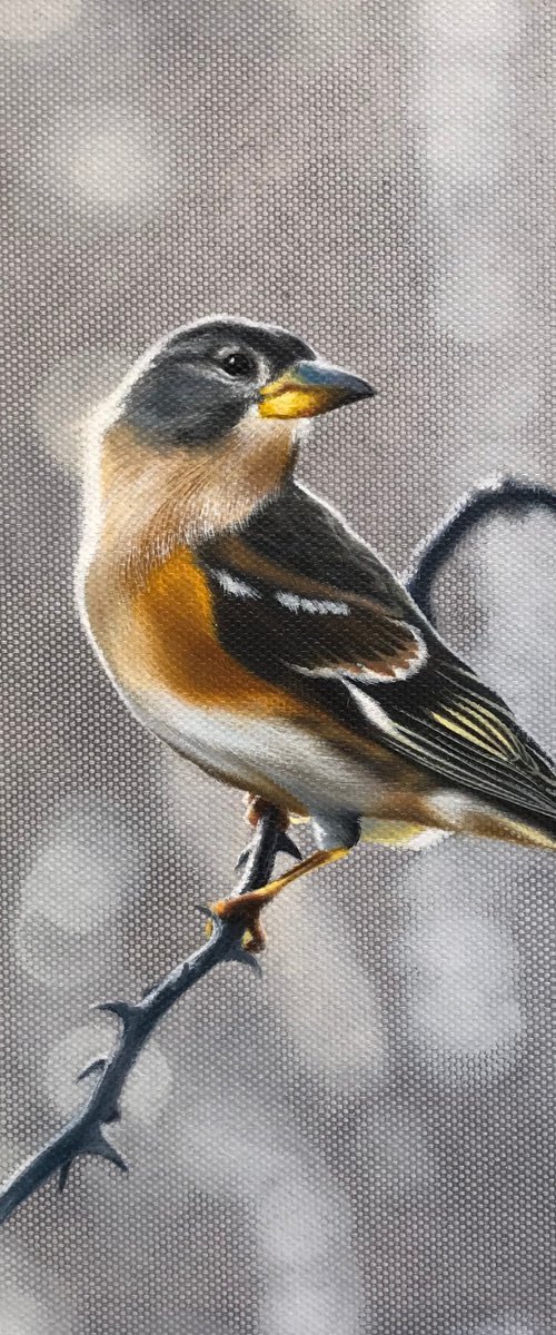 Brambling by Kakajan Charyyev