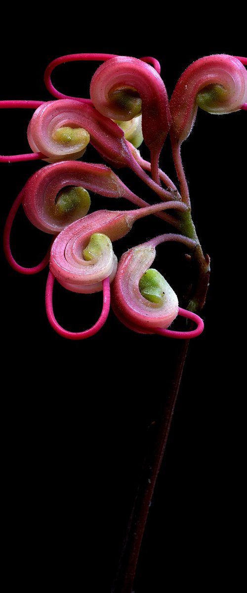 Grevillea Elegance by Nadia Culph