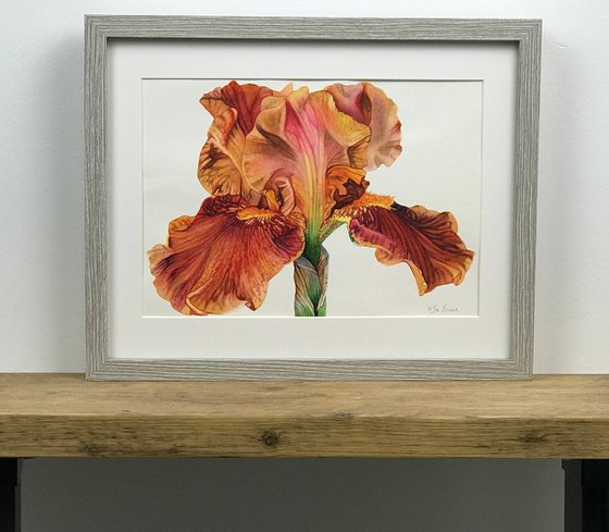 Orange Iris