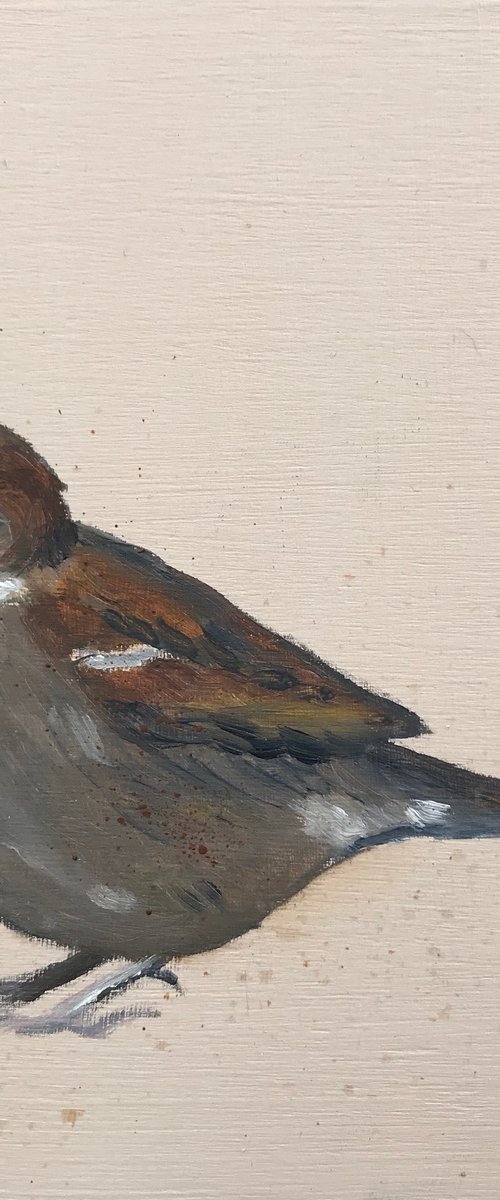 Sparrow by Laure Bury