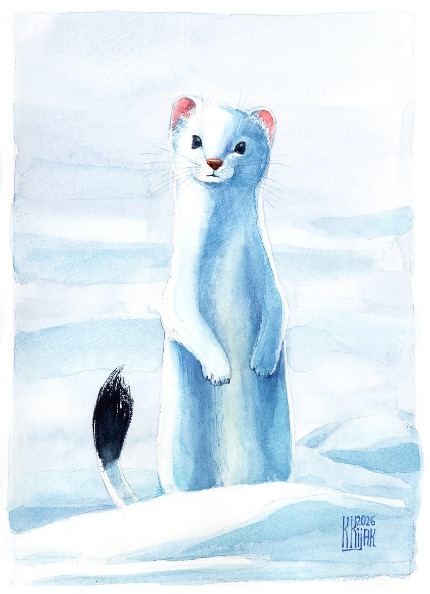 Watercolour , White Stoat By Karolina Kijak, 8 X 12, Artwork For Sale On Artfinder