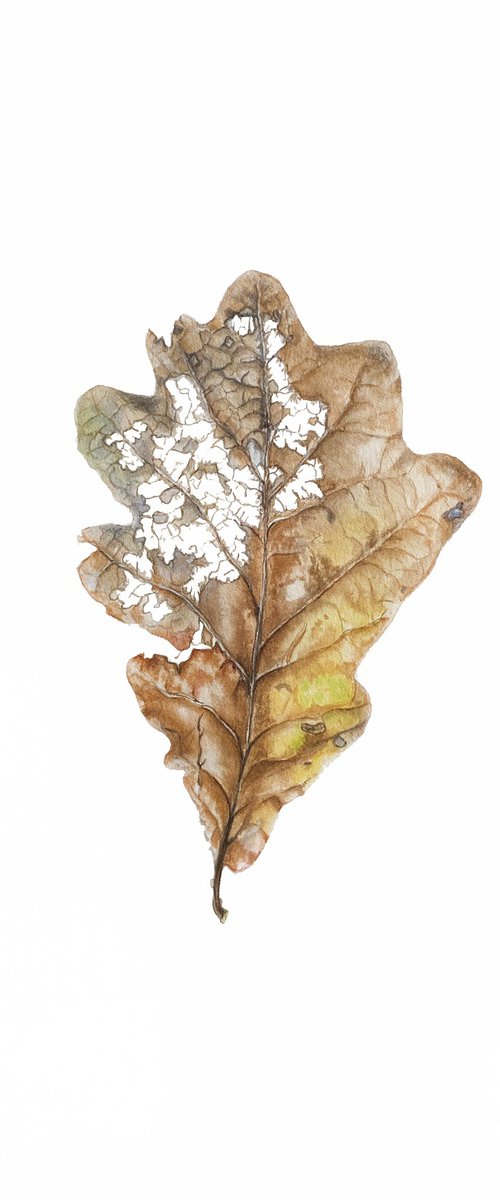 Last dance - oak leaf botanical watercolour illustration. by Nataliia Kupchyk