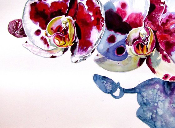 Orchid floral