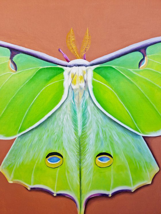 Luna Moth