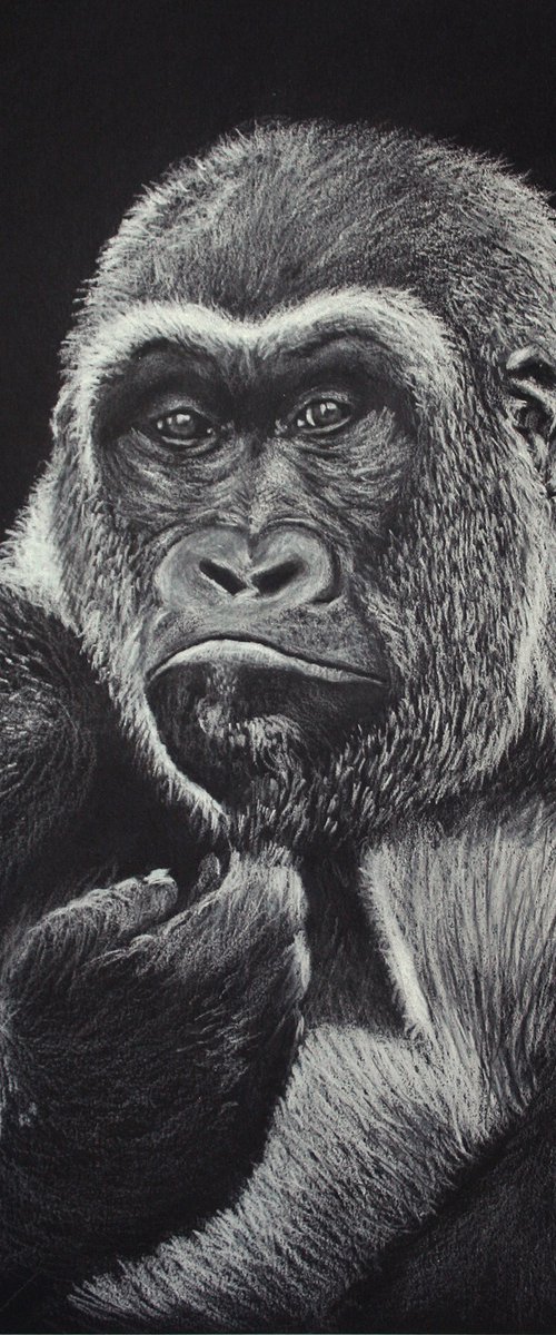 Gorilla I by Salana Art