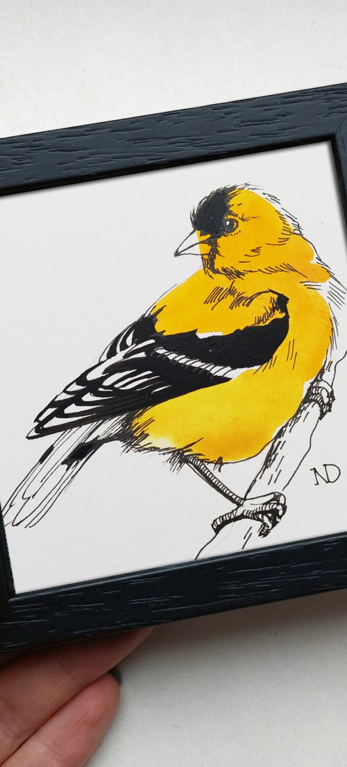 American goldfinch by Nataly Derevyanko