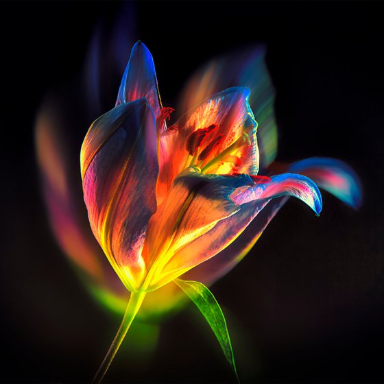 Lilies #2 Abstract Multiple Exposure Photography of Dyed Lilies Limited Edition Framed Print on Aluminium #2/10