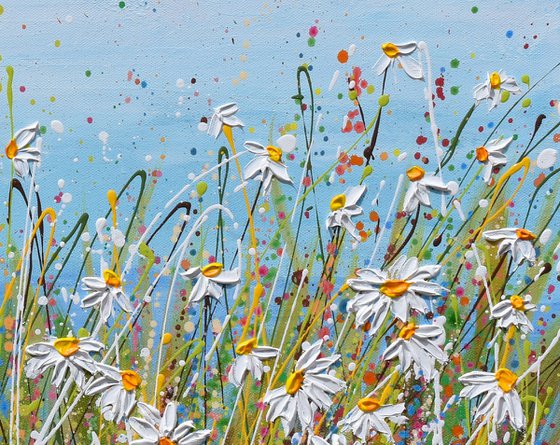 White Daisy Field