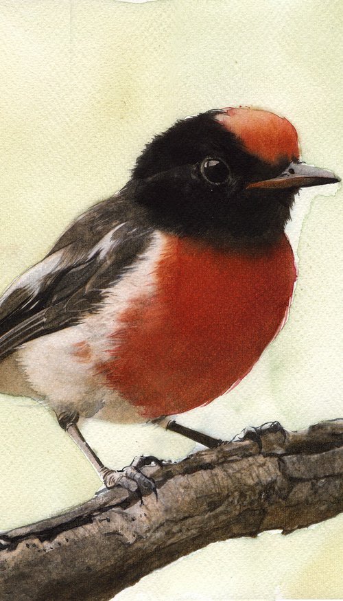 Red-capped Robin - BIRD LXXXIV by REME Jr.