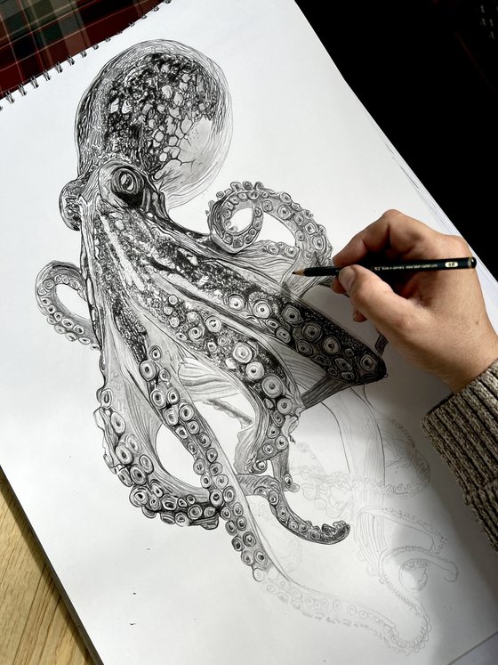 Octopus in Pencil