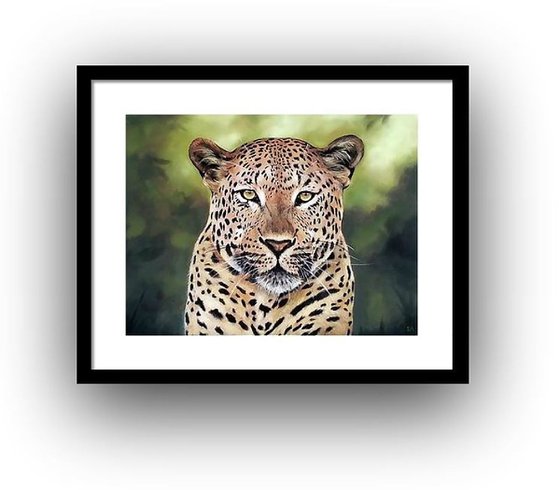 Leopard's stare II