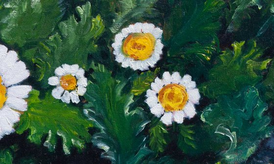 White Daisies