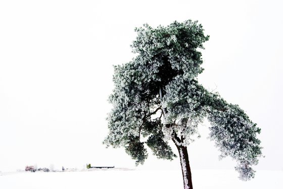 Frozen Pine