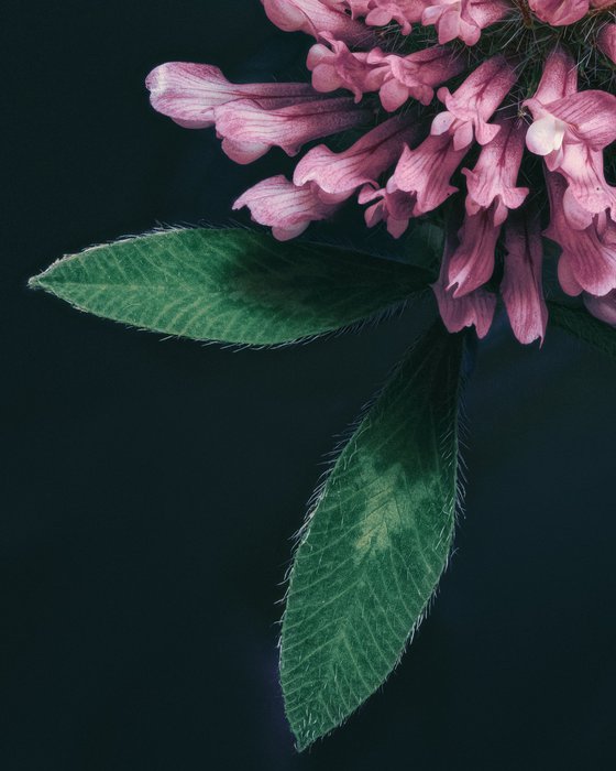 CLOVER - studio edition