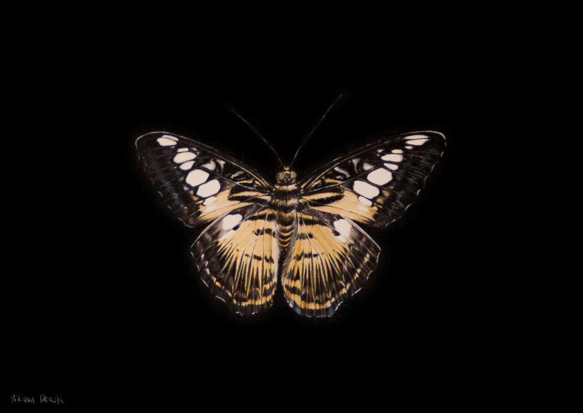 Farfalla - Butterfly by Tiziana Derosa
