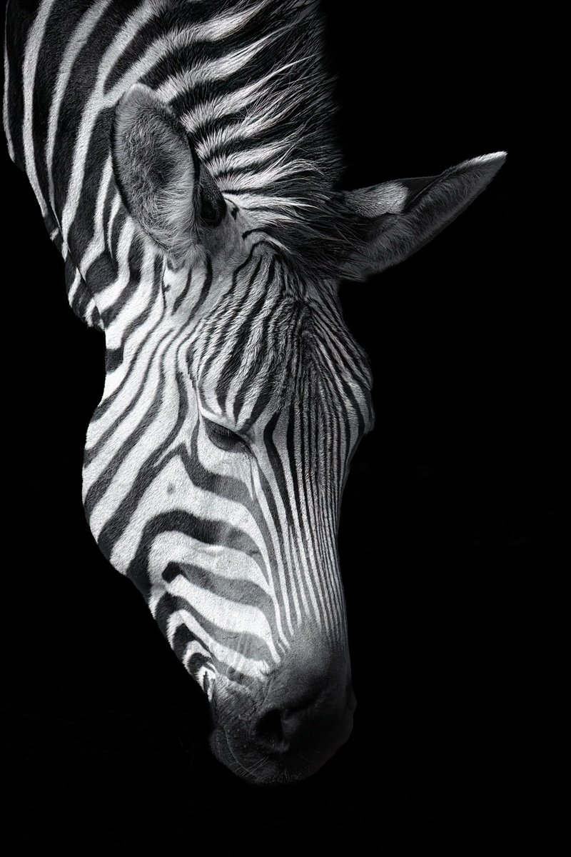 Animal Photograph By Paul Nash, 16 X 24", Zebra Portrait, Original Artwork