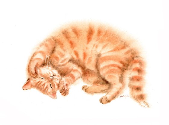 Sleeping Ginger Cat  - Red Cat - Red headed cat - tabby cat