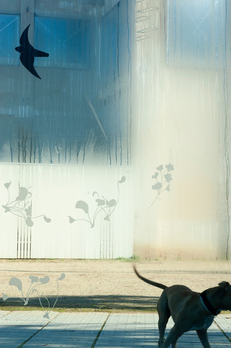 Graphic Animal Photograph By Frankie Malone, 10 X 16, Carrer D