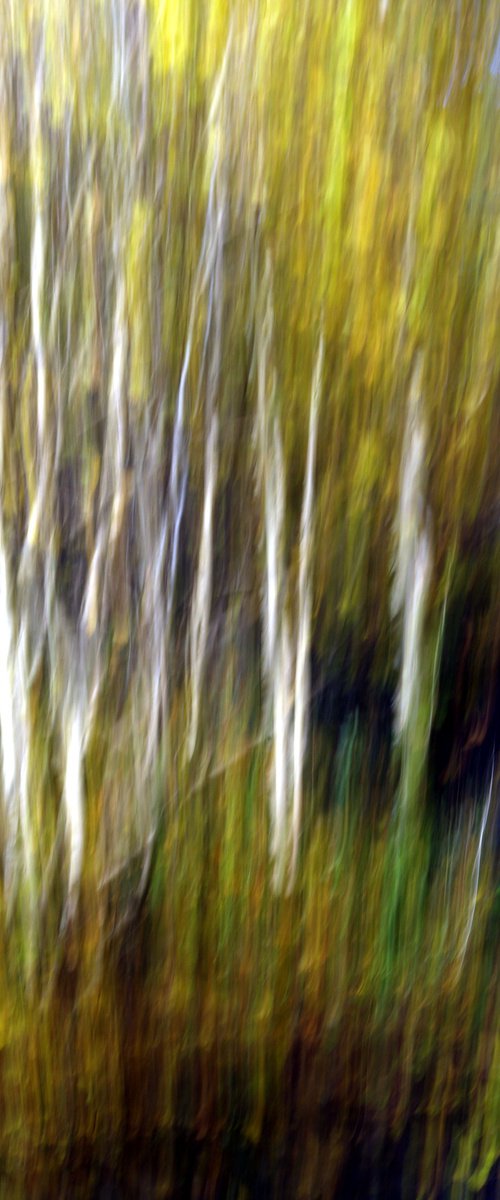 Silver Birches, by oconnart