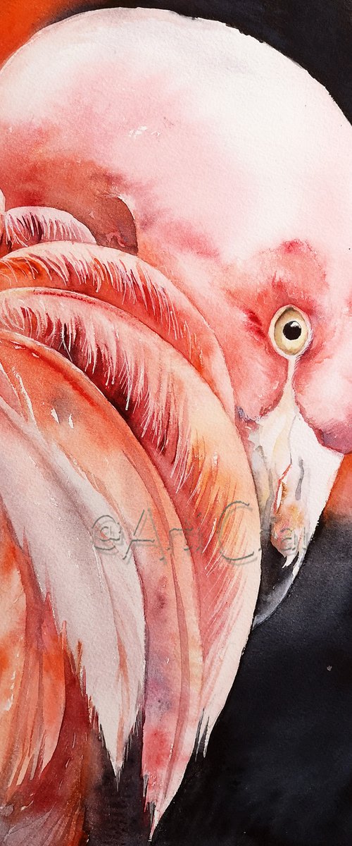 Finn the Flamingo by Arti Chauhan