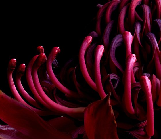 Waratah Withered