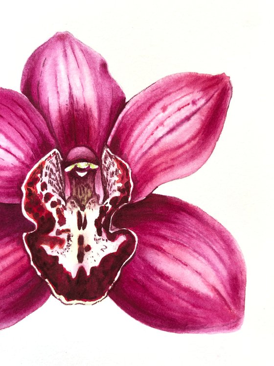 Orchid Cymbidium. A series of original watercolour artwork.