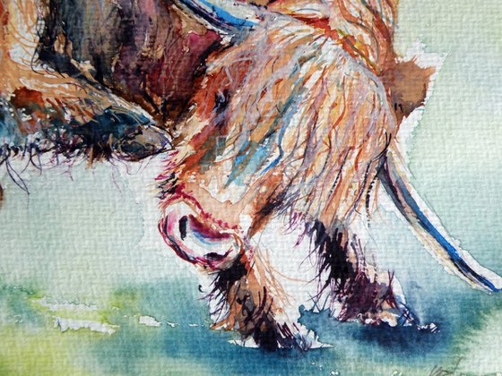 Resting cow