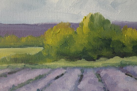 Lavender Field