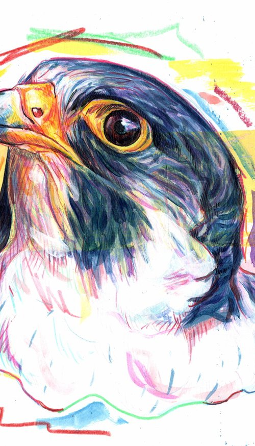 Peregrine Falcon by Paul Ward