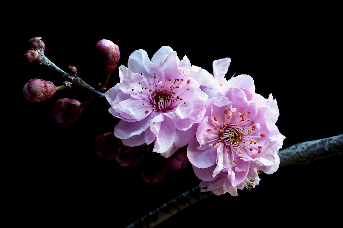 Botanical Photograph By Nadia Culph, 35 X 24", Plum Blossoms, Original Artwork