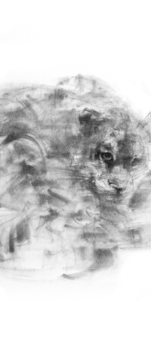 Tiger by Tianyin Wang