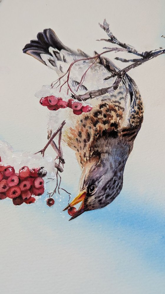Fieldfare