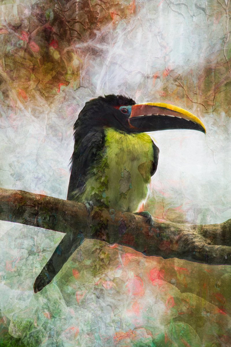 Expressive Animal Photograph By Paul Nash, 16 X 24", Acari, Original Artwork