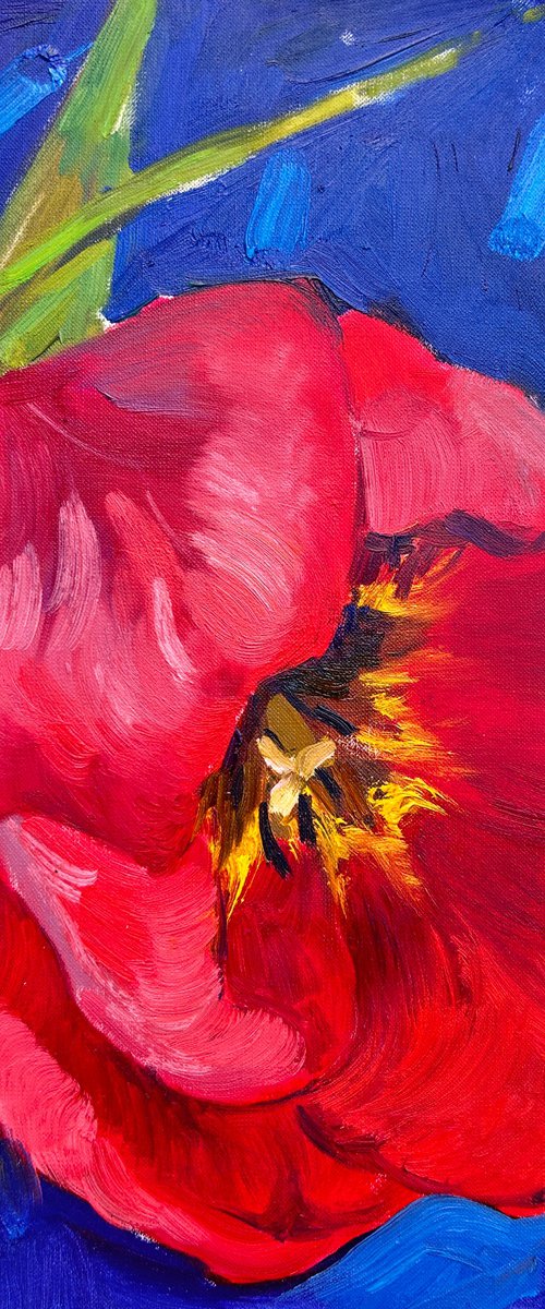 Red tulip by Yuliia Pastukhova