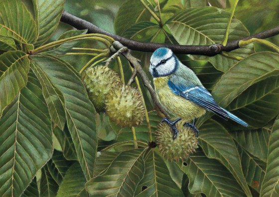 Original pastel drawing bird "Eurasian blue tit"