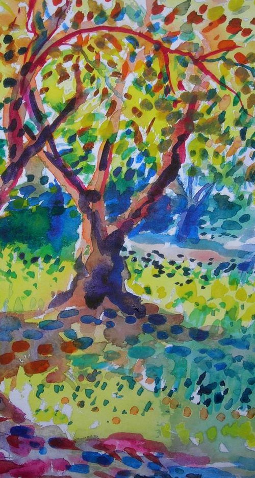 Old olive orchard V by Maja Grecic