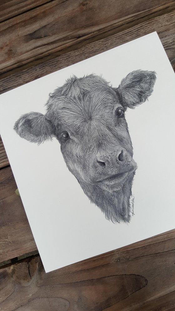Farm Animals Series - The Calf